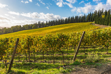 View of Chianti vineyards in autumn