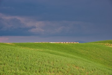 View of lush nature of the Crete Senesi, Asciano, Italy