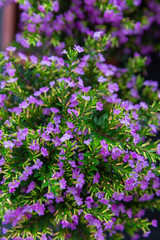 Obraz premium Blooming purple flower with dewdrops and green leaves，Cuphea hookeriana Walp.