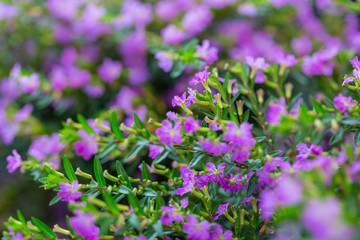 Obraz premium Blooming purple flower with dewdrops and green leaves，Cuphea hookeriana Walp.