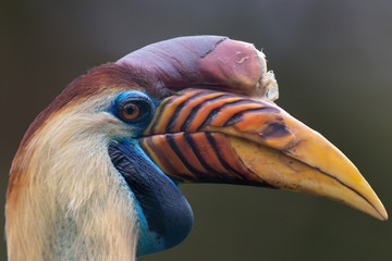 portrait of a hornbill © anja