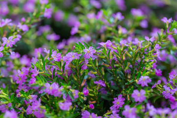 Blooming purple flower with dewdrops and green leaves，Cuphea hookeriana Walp.