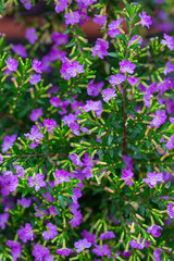 Fototapeta premium Blooming purple flower with dewdrops and green leaves，Cuphea hookeriana Walp.