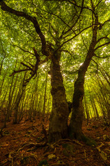 A forest in Abruzzo, Italy