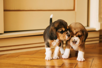 little cute puppy dog Beagle
