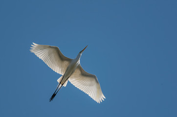 white heron in flight