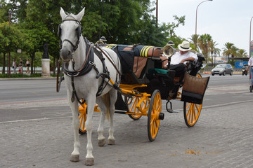 Fototapeta na wymiar Traditional horse carriage in Seville, Spain. Touristic transport