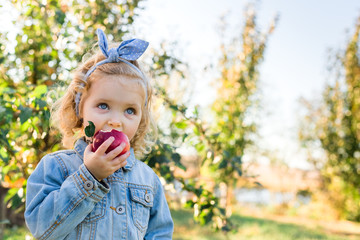 Cute little girl child eating ripe organic red apple in the Apple Orchard in autumn. Fair curly haired European girl child in a denim suit on a farm. Harvest Concept, Apple picking, harvesting.