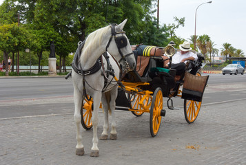 Fototapeta na wymiar Traditional horse carriage in Seville, Spain. Touristic transport