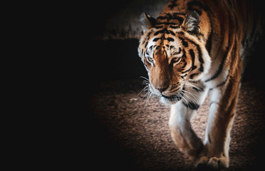 tiger background 
