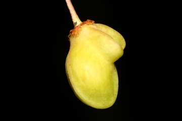 Unripe poisonous fruits of Euonymus warty (Euonymus verrucosus) in close-up on a black background