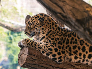 leopard family close-up