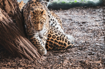 leopard family close-up