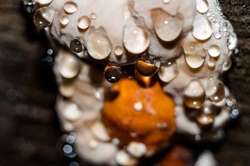 Abstract background with drops on the mushroom. Red belt conk fungus (Fomitopsis pinicola) - a weeping mushroom secreting drops of water. Macro view - obrazy, fototapety, plakaty