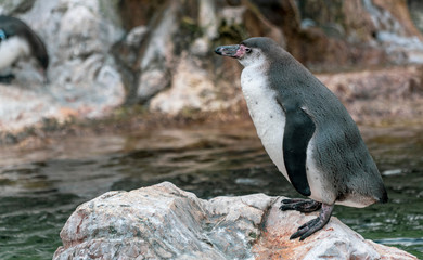penguin  background