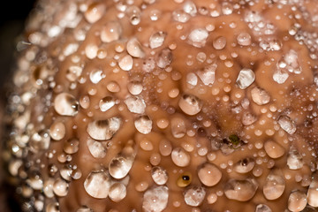 Red belt conk fungus (Fomitopsis pinicola) - a weeping mushroom secreting drops of water. Closeup view
