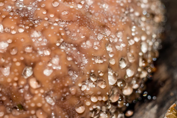 Red belt conk fungus (Fomitopsis pinicola) - a weeping mushroom secreting drops of water. Closeup view - obrazy, fototapety, plakaty
