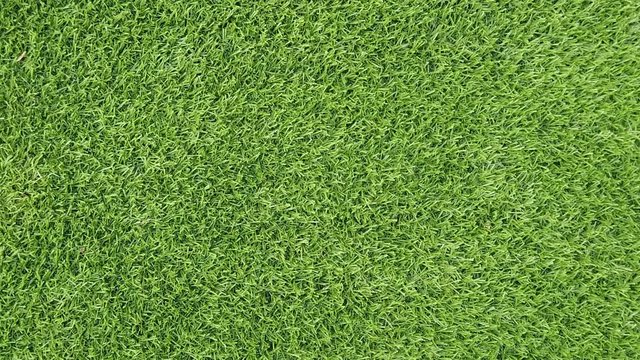 slow dry leafs on green grass