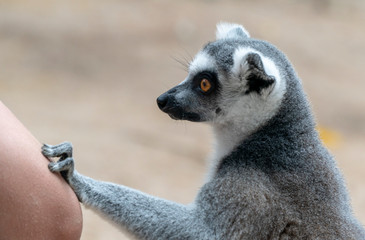 lemur close-up eating