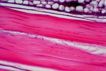 Cross section human tendon under microscope view for education histology.