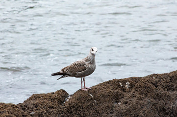 Seagull standing on a rock looking at the camera