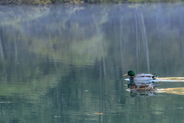 上高地　大正池　長野県松本市　Kamikochi　Taisho Pond　Nagano　Matsumoto city