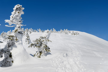 西大巓の樹氷