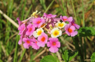 Fototapeta premium Lantana flowers in the meadow in Florida nature, closeup