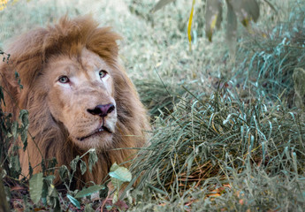 African white lion 