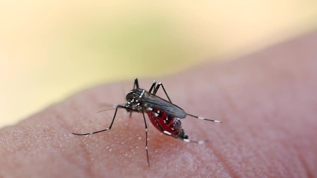 Aedes aegypti Mosquitoe bite and feeding blood on wrinkle skin.Aedes mosquitoes bring dengue disease.