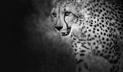 cheetah background © oz