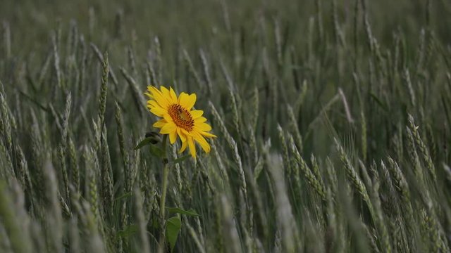 Beautiful flower in field