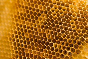Pattern of honeycomb texture background