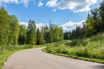 Asphalt Roller skiing track in the middle of a green forest