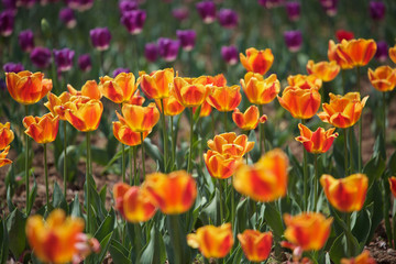 field of COLORFUL tulips