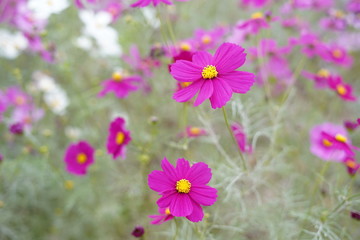 コスモス