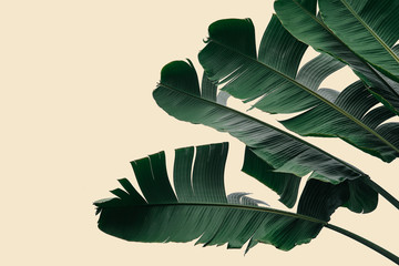 Natural banana leaves on a pastel-colored background including cutting paths © eakarat