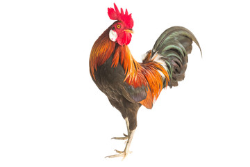 rooster isolated on white background - obrazy, fototapety, plakaty