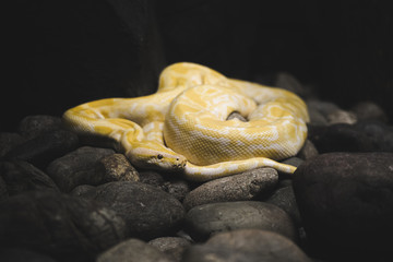 Python molurus - a large non-venomous snake of the genus of true pythons