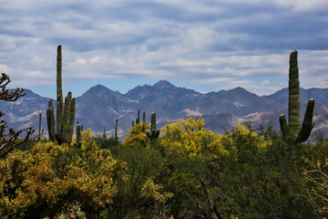 cactus in the mountains