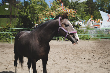 kuznetsk horse in novosibisk zoo