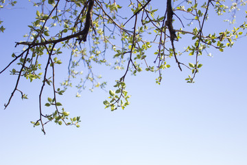 young branches of bird cherry