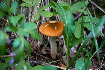 a mushroom growing in the forest among the grass bitten off by wild animals