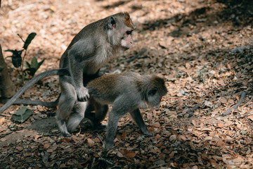 Long-tailed monkey have sex at the Monkey Forest Ubud Bali