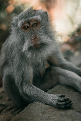 Adult long-tailed monkey portrait Bali Monkey Forest Ubud