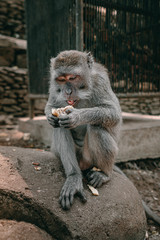 Adult long-tailed monkey portrait Bali Monkey Forest Ubud
