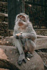 Adult long-tailed monkey portrait Bali Monkey Forest Ubud