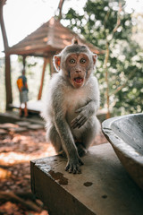 Little long-tailed monkey portrait Bali Monkey Forest Ubud
