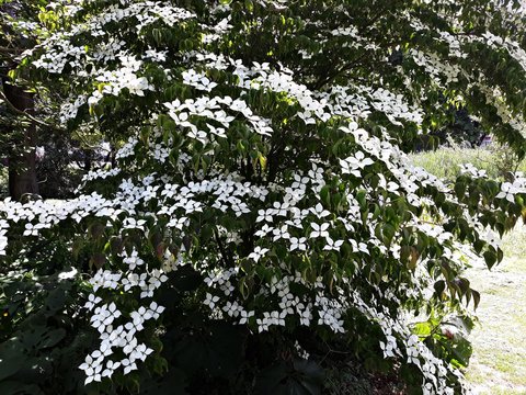 Flowers of  Kousa Dogwood Tree, Cornus Kousa, Benthamidia japonica.