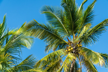 Fototapeta na wymiar palm trees exotic background